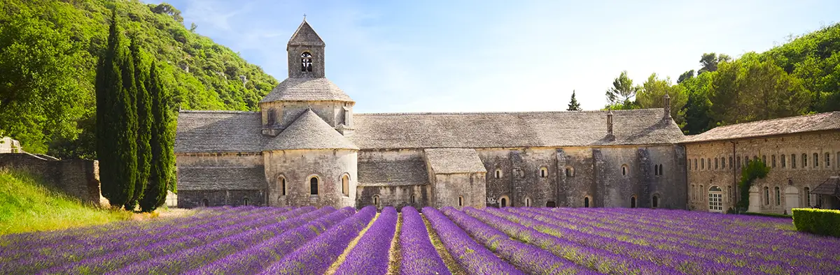 Visita ad un campo di lavanda durante l'anno all'estero in Francia