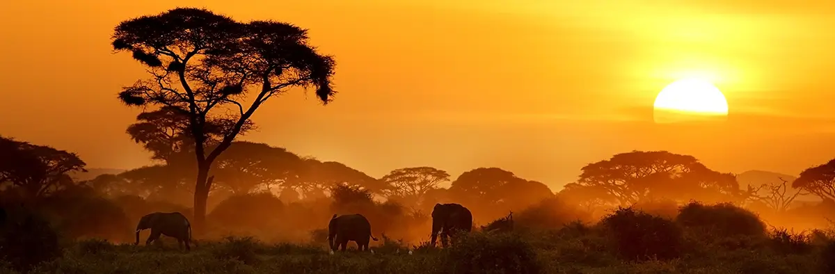 Paesaggio tipico del Sud africa in un safari al tramonto 