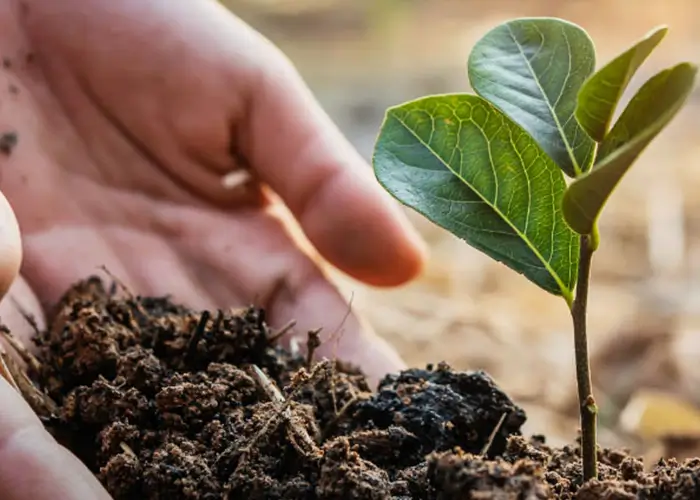 mano con terra e un ramo che sta fiorendo 